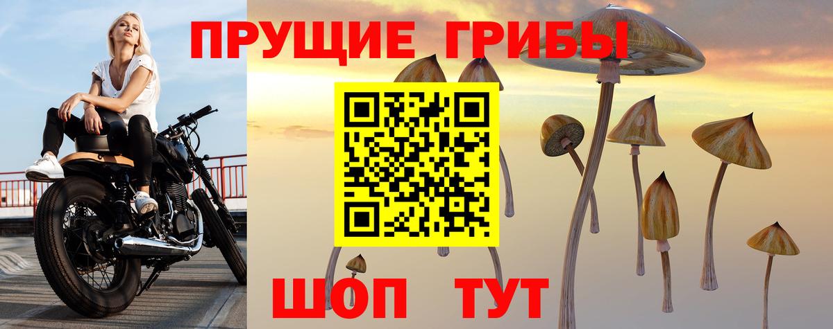 Псилоцибиновые грибы GOLDEN TEACHER Луга